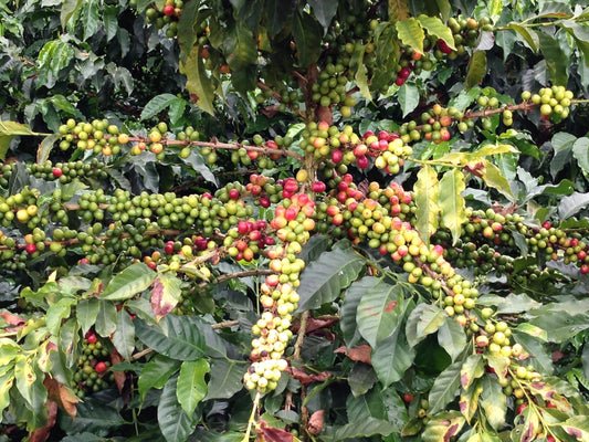 Colombia Finca Las Brisas Ombligon