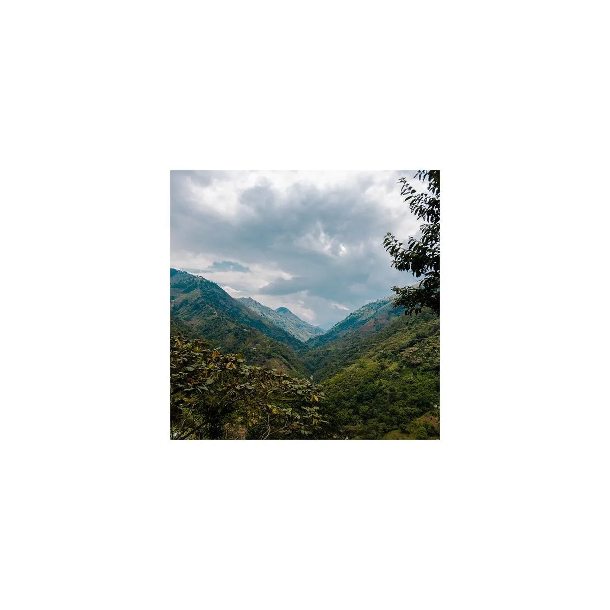 Colombia Gaitania Medium Roast (Suitable for Espresso)