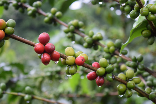 Colombia Finca Las Brisas Ombligon