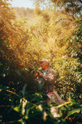 Load image into Gallery viewer, Guatemala Blue Ayarza Anaerobic