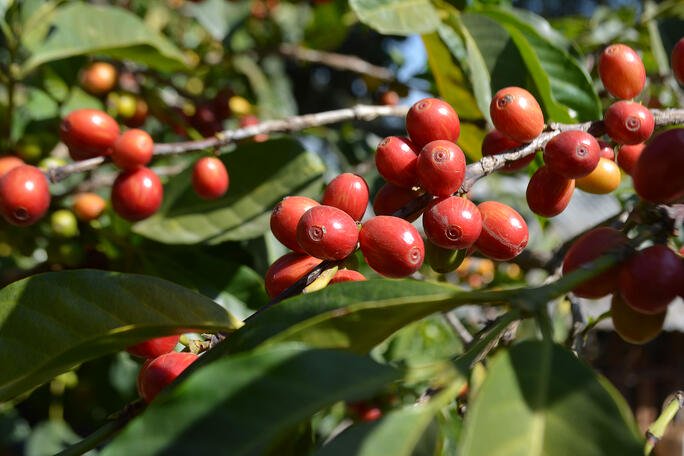 Ethiopia Yirgacheffe G1 Medium/Dark Roast (Suitable for Espresso)