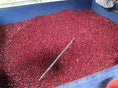 Load image into Gallery viewer, Nicaragua Finca La Argentina El Carbon plot Anaerobic (Micro-lot)