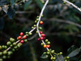 Load image into Gallery viewer, Colombia Cauca Medium Roast (Wilton Benitez | Chiroso Natura)