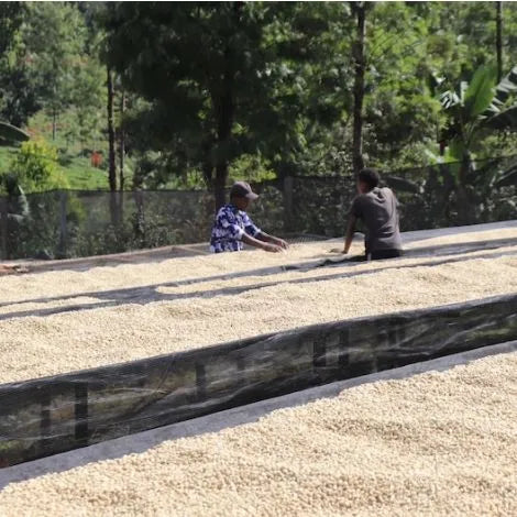 Kenya AA Kiamugumo Fully Washed Light/Medium