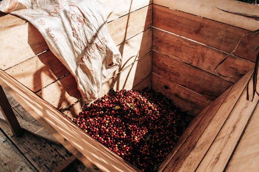 Colombia El Jaragual Castillo Thermal Shock 200g