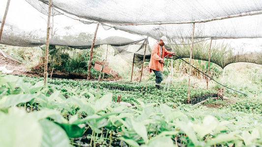 Colombia El Jaragual Castillo Thermal Shock 200g