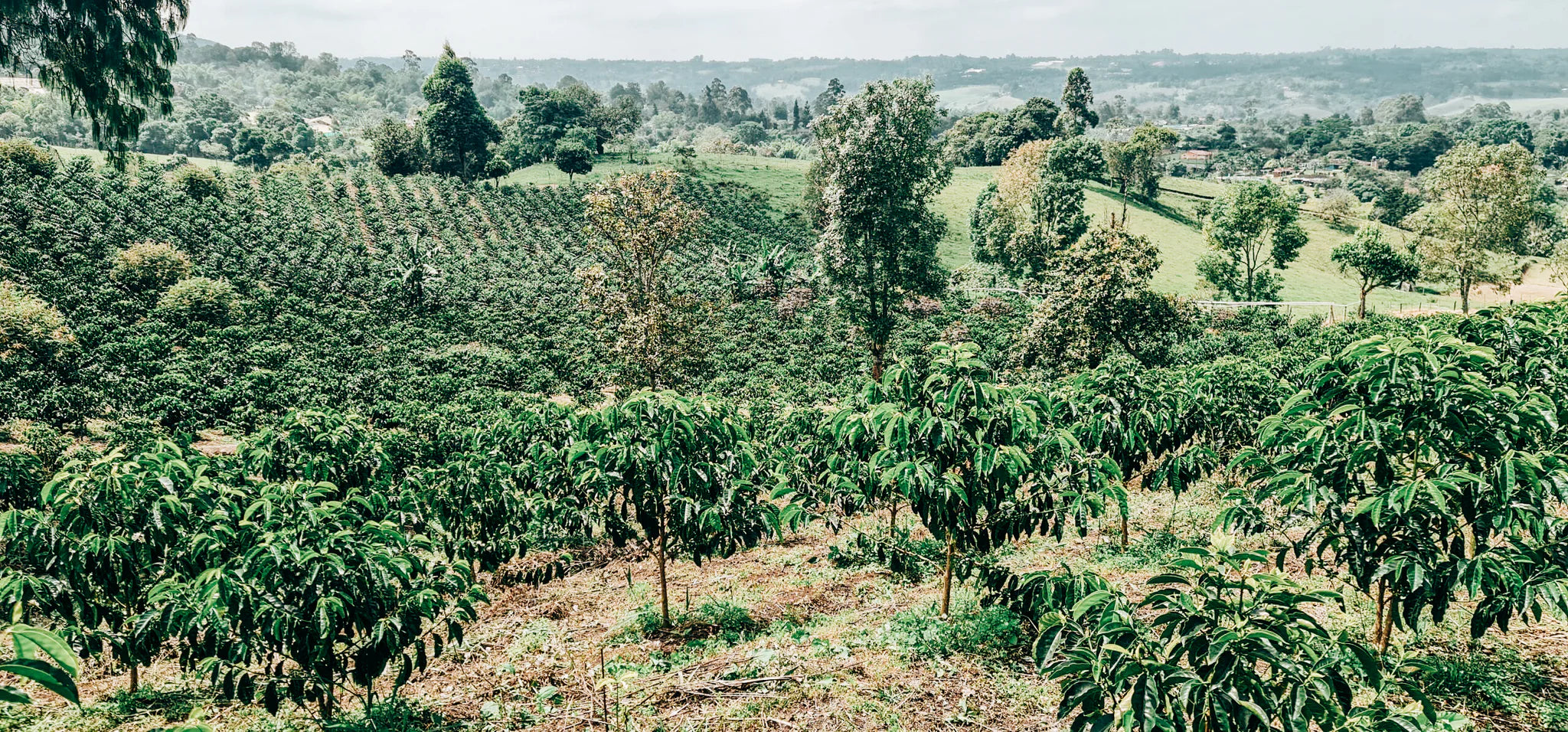 Colombia El Jaragual Castillo Thermal Shock 200g