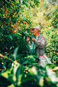 Load image into Gallery viewer, Panama Geisha Hacienda La Esmeralda (Private Collection) 80g
