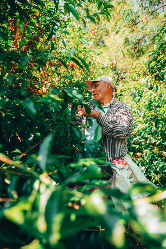 Panama Geisha Hacienda La Esmeralda (Private Collection) 80g
