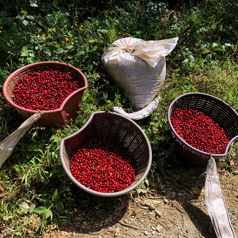 Panama Geisha Hacienda La Esmeralda (Private Collection) 80g