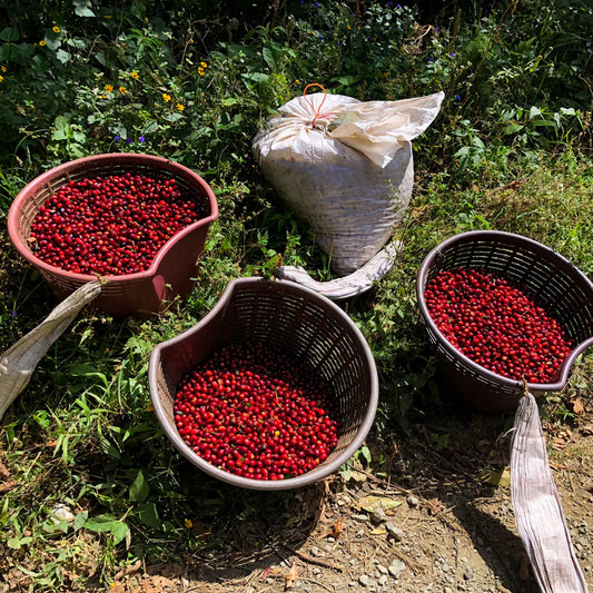 Panama Geisha Hacienda La Esmeralda (Private Collection) 80g