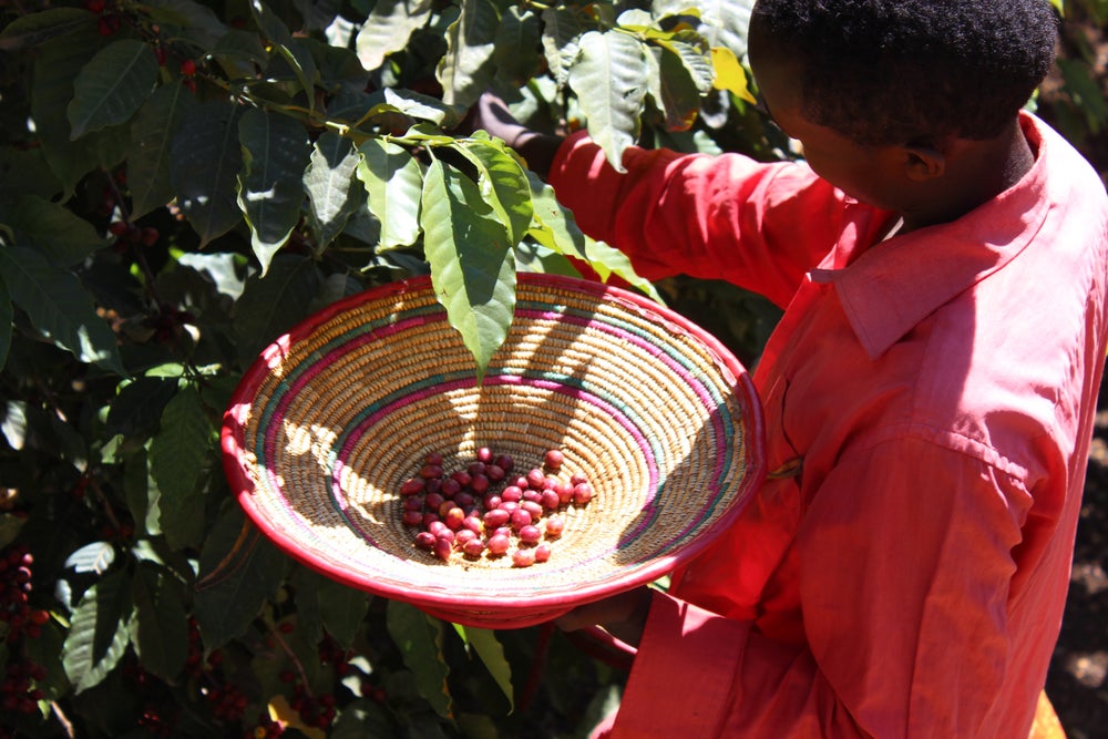 Ethiopia Guji (Medium Roast)