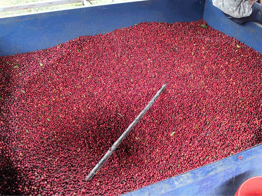 Nicaragua Finca La Argentina El Carbon plot Anaerobic (Micro-lot)