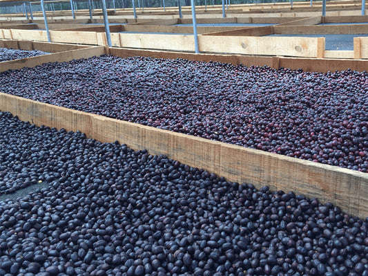 Nicaragua Finca La Argentina El Carbon plot Anaerobic (Micro-lot)