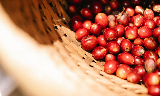 Colombia Anaerobic Strawberry Fermentation (Experimental) Light/Medium Roast