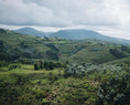 Load image into Gallery viewer, Rwanda 15+ Gisanga Anaerobic Natural 150g
