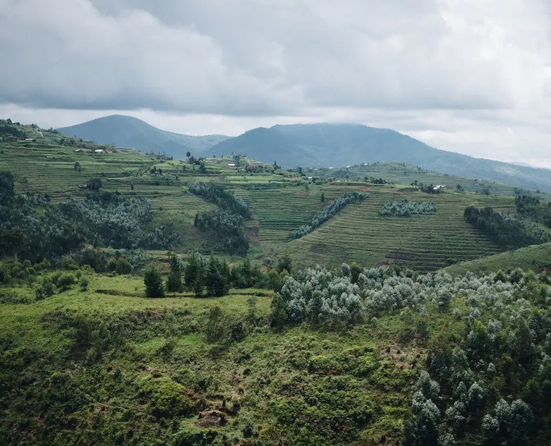 Rwanda 15+ Gisanga Anaerobic Natural 150g