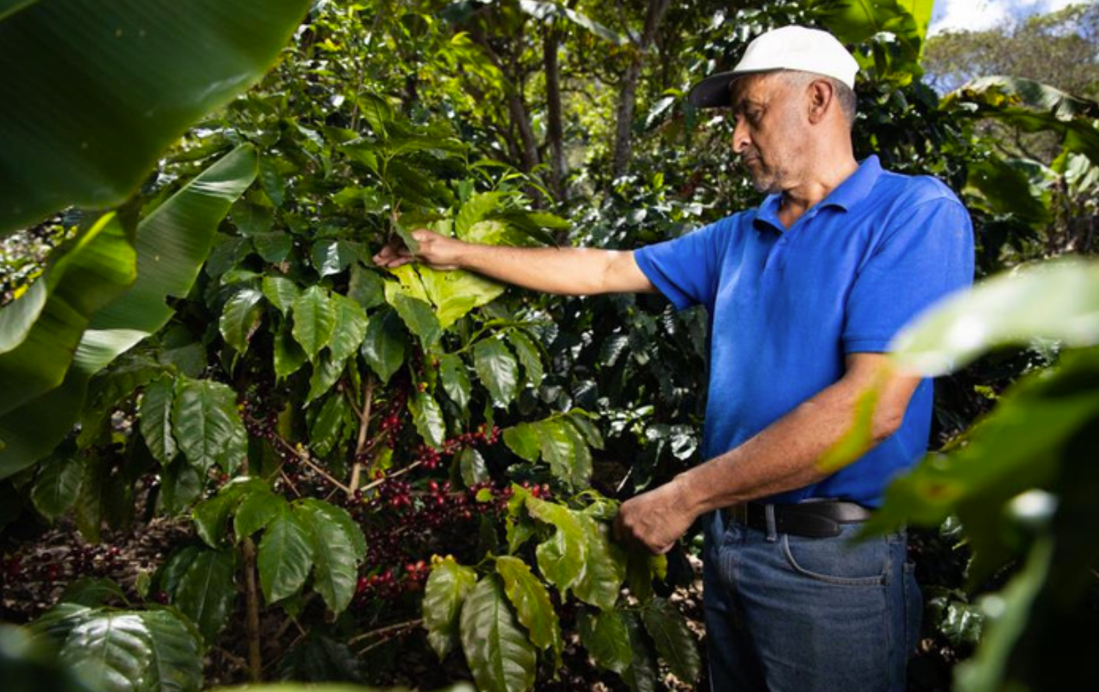 Honduras Medium Roast – Java Roastery HQ