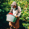 Load image into Gallery viewer, Panama Geisha Hacienda La Esmeralda (Private Collection) 80g
