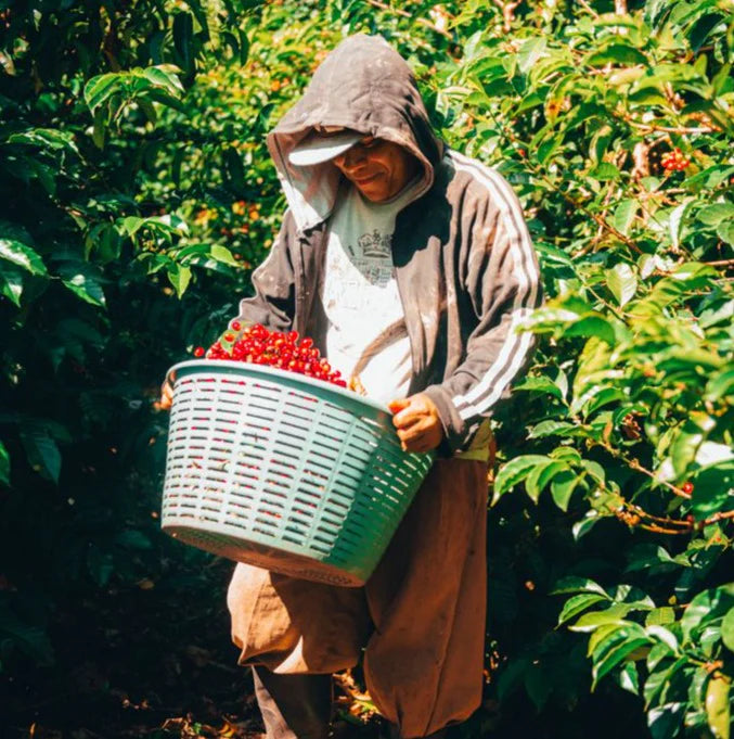Panama Geisha Hacienda La Esmeralda (Private Collection) 80g