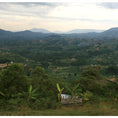 Load image into Gallery viewer, Uganda Gorilla Summit 'Blue Roller' Honey Light/Medium Roast
