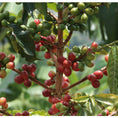 Load image into Gallery viewer, Uganda Gorilla Summit 'Blue Roller' Honey Light/Medium Roast

