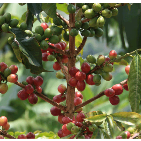 Uganda Gorilla Summit 'Blue Roller' Honey Light/Medium Roast