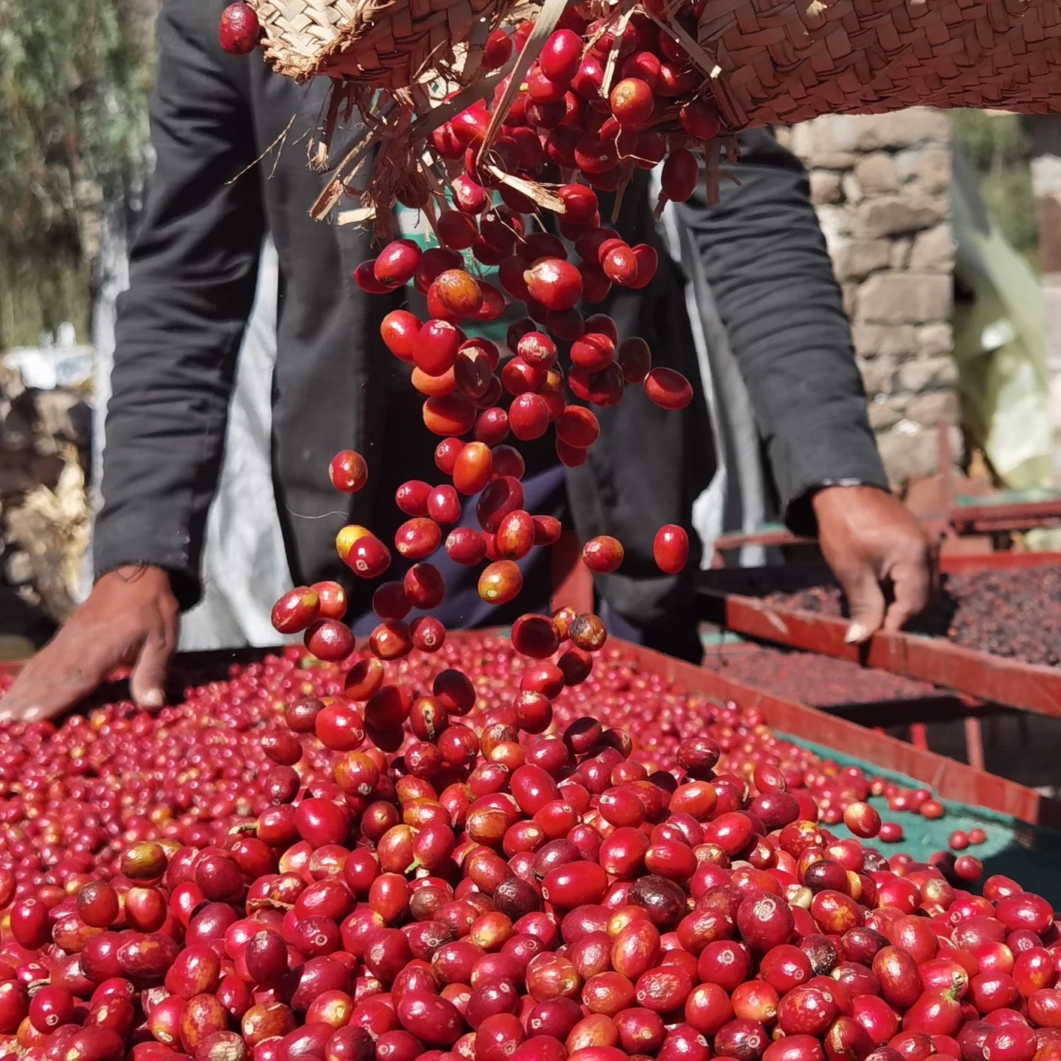 Yemen Aanisi Anaerobic Light/Medium – Java Roastery HQ